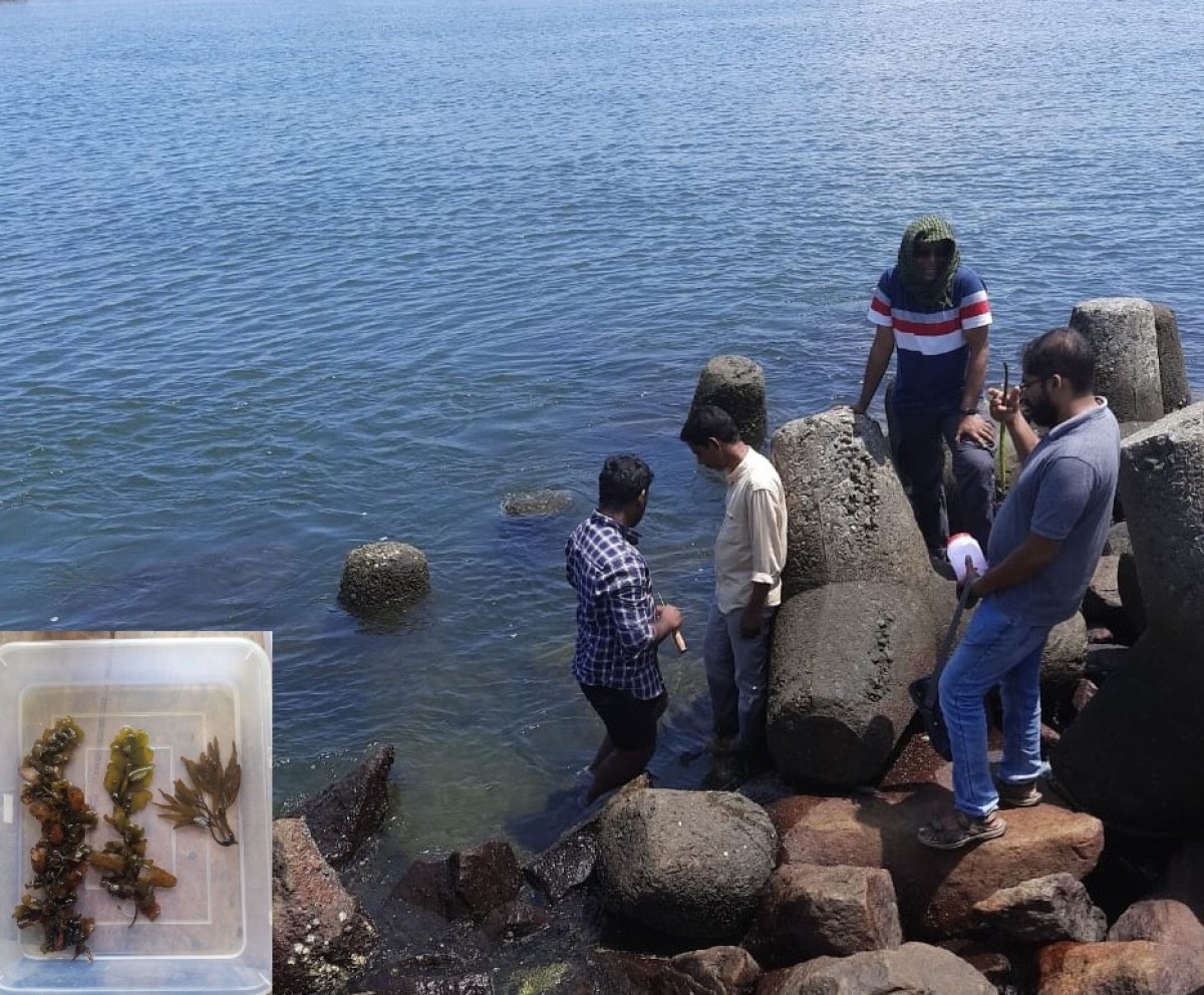 Kerala’s seaweed wealth stays buried